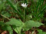 Stellaria bungeana