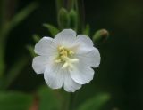 Epilobium hirsutum. Цветок (белоцветковая форма). Костромская обл., окраина г. Кострома, долина р. Солонка, заболоченный участок. 21.07.2016.