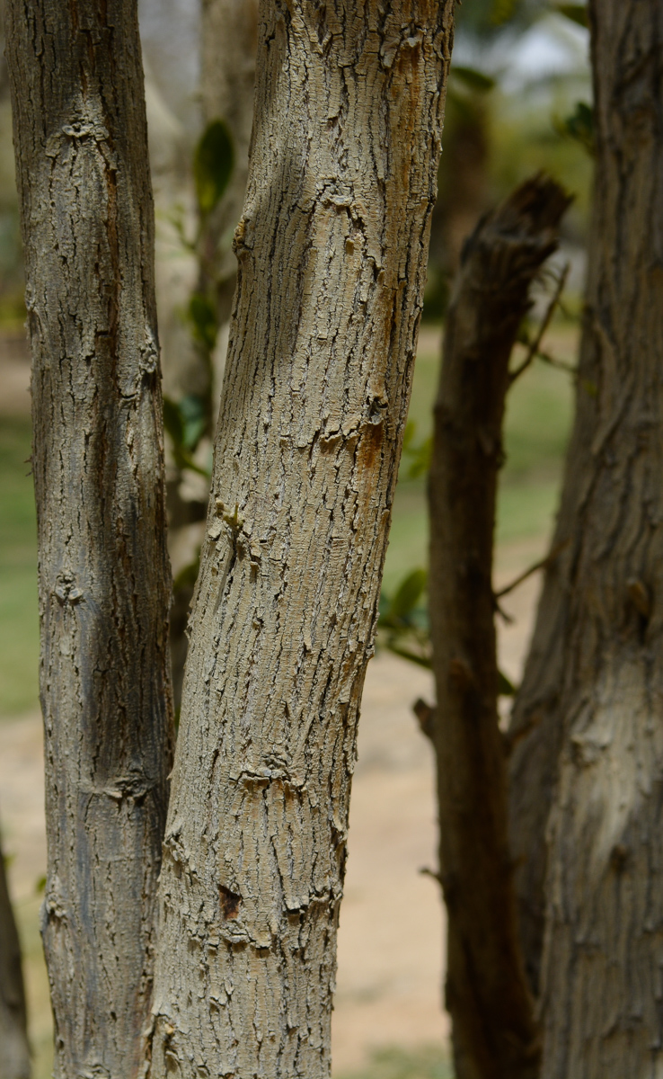 Image of Sophora secundiflora specimen.