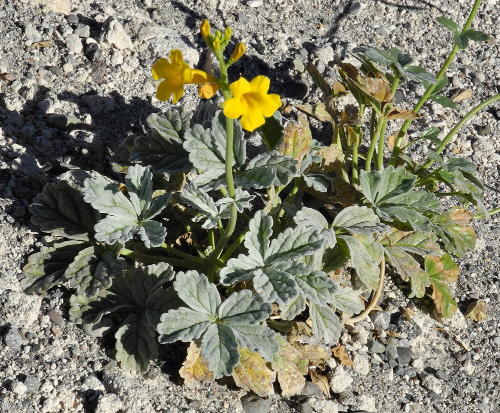 Image of Argylia robusta specimen.