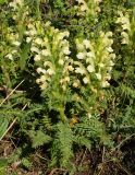 Pedicularis physocalyx. Цветущие растения. Восточный Казахстан, г. Усть-Каменогорск, восточные окр., Лесхоз, сопки. 09.05.2017.