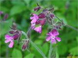 Melandrium dioicum