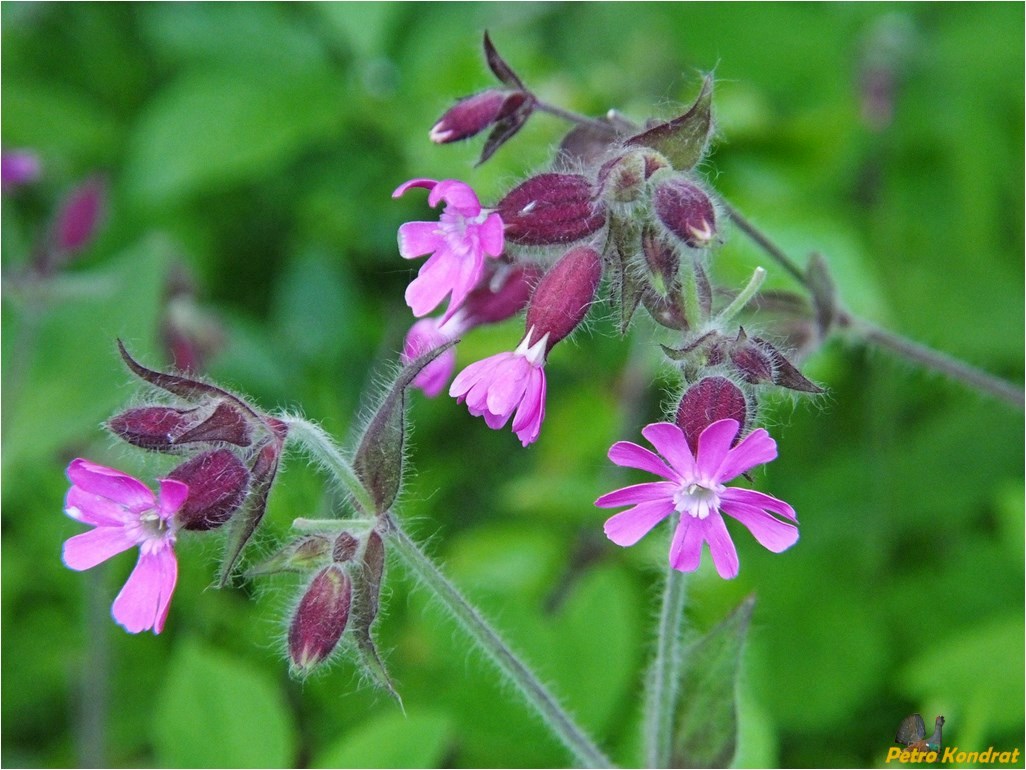 Изображение особи Melandrium dioicum.