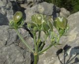 Heracleum ligusticifolium. Соплодие. Крым, окр. Севастополя, Чернореченский каньон, каменистая осыпь в можжевеловом редколесье. 26 мая 2017 г.