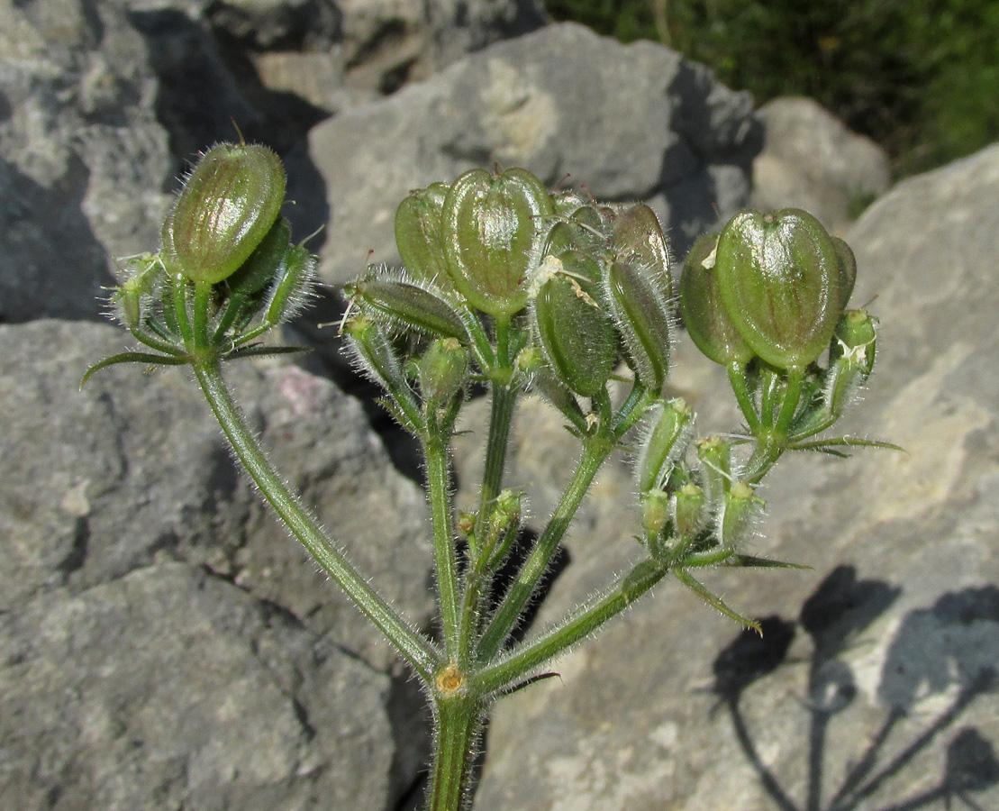 Image of Heracleum ligusticifolium specimen.