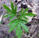 Cardamine quinquefolia