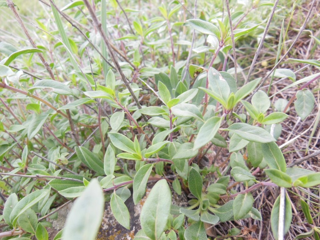 Image of Ziziphora clinopodioides specimen.