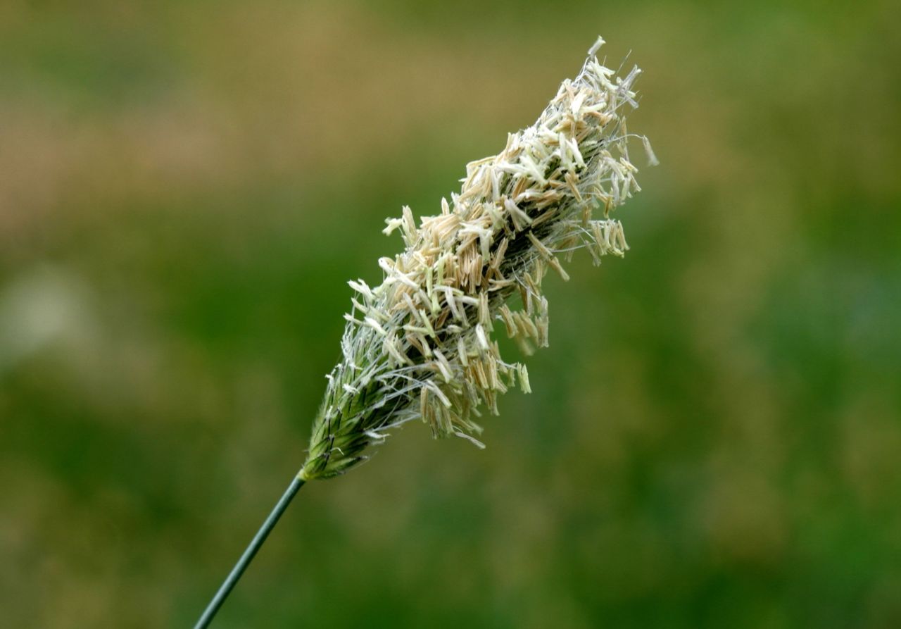 Image of Alopecurus pratensis specimen.