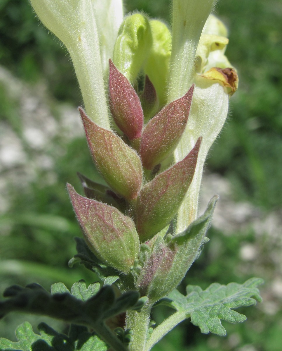 Image of Scutellaria novorossica specimen.