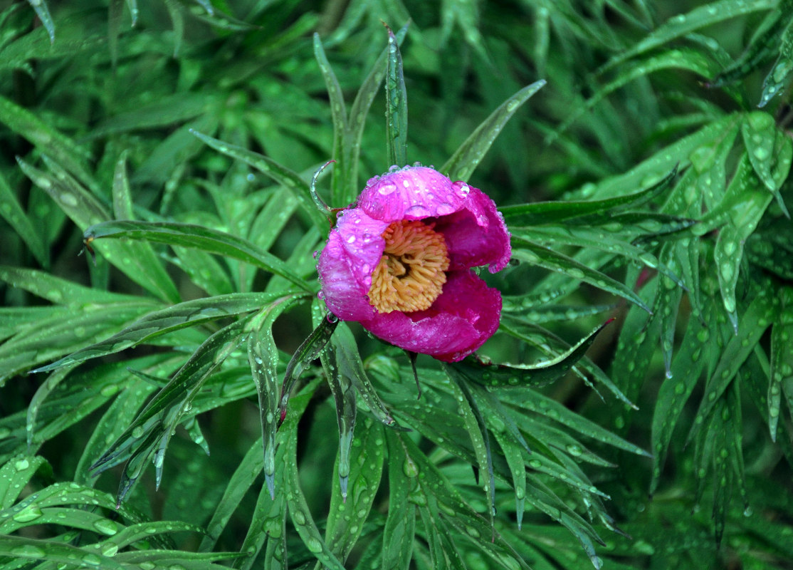 Изображение особи Paeonia anomala.