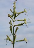 Silene multiflora