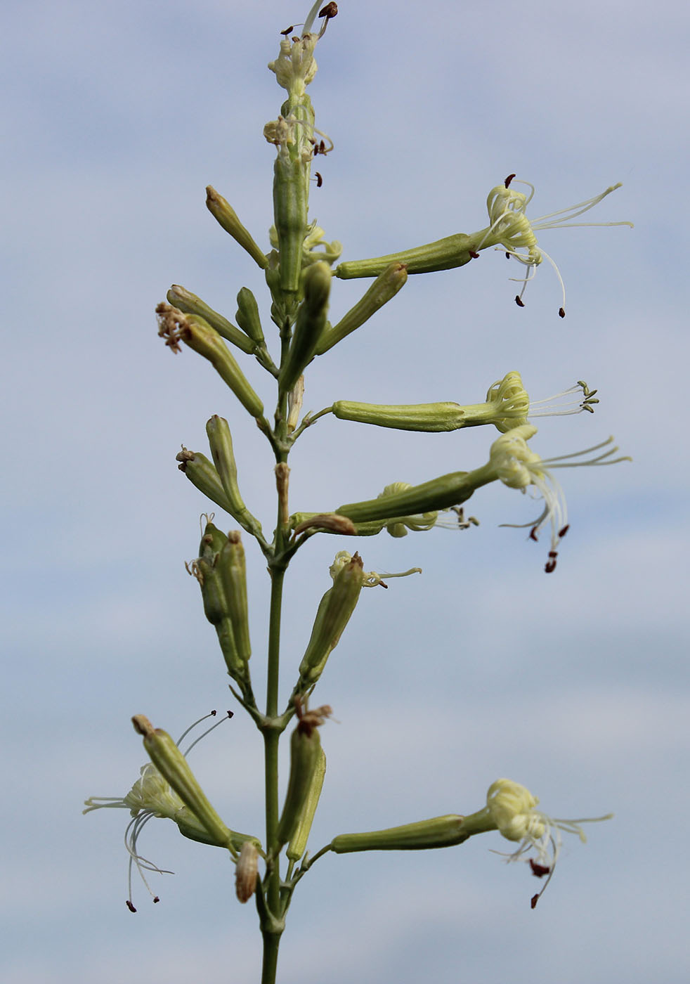 Image of Silene multiflora specimen.