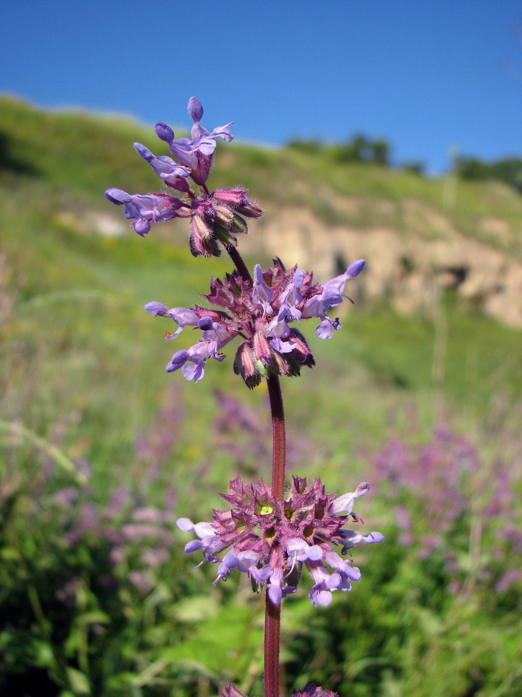 Изображение особи Salvia verticillata.