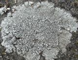 Aspicilia cyanescens