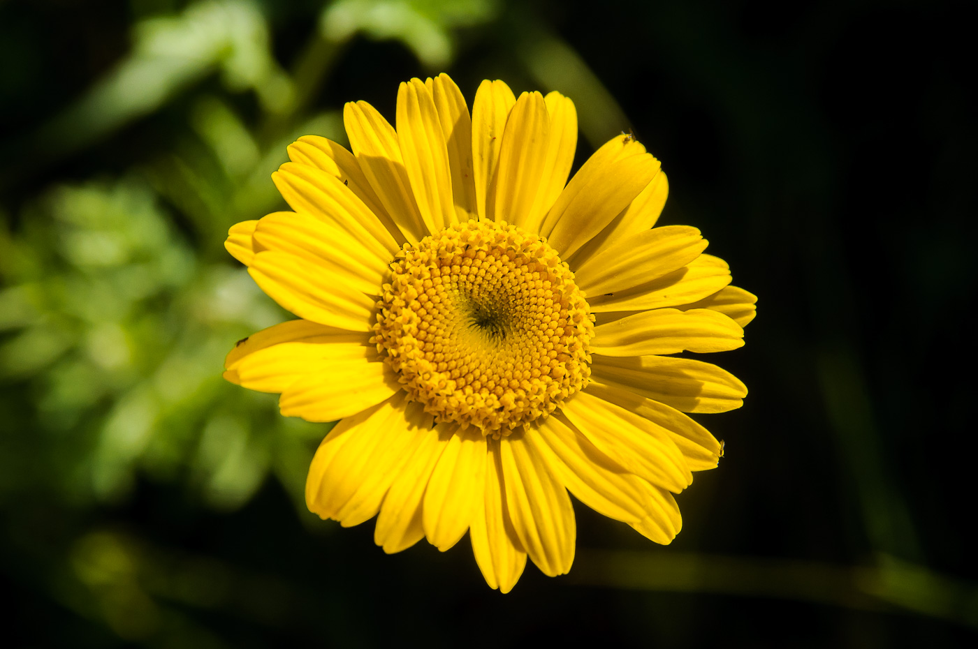 Изображение особи Anthemis tinctoria.