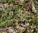 Pyrethrum parthenifolium