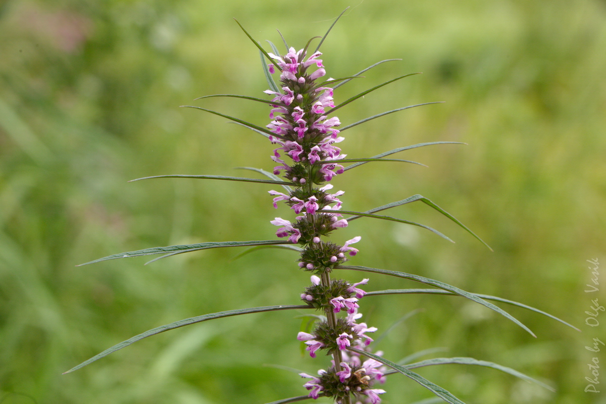 Изображение особи Leonurus japonicus.