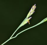 Image of taxon representative. Author is Вера Волкотруб