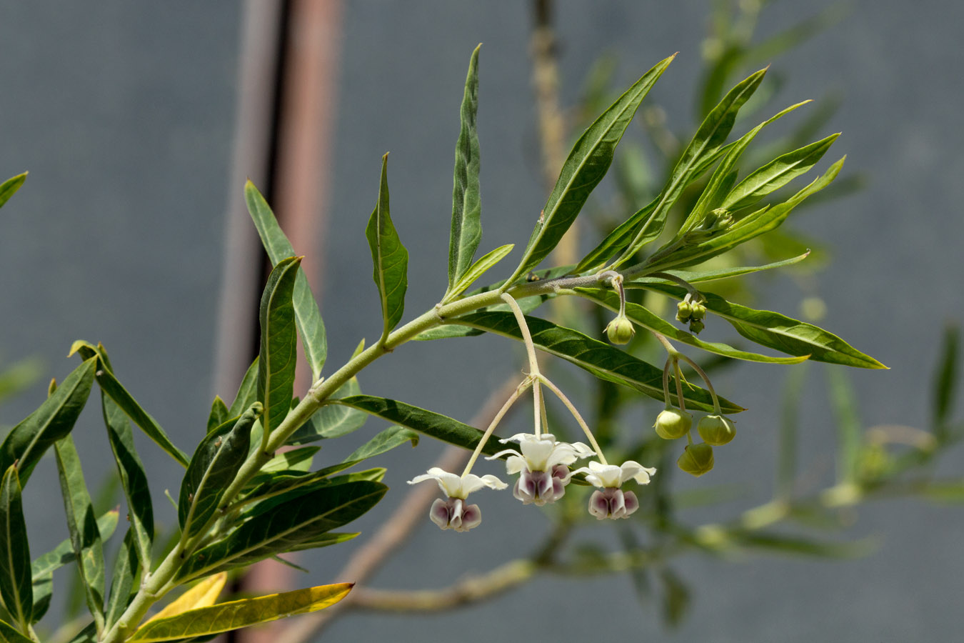 Изображение особи Gomphocarpus physocarpus.