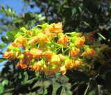 Caesalpinia cacalaco