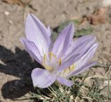 Colchicum chalcedonicum