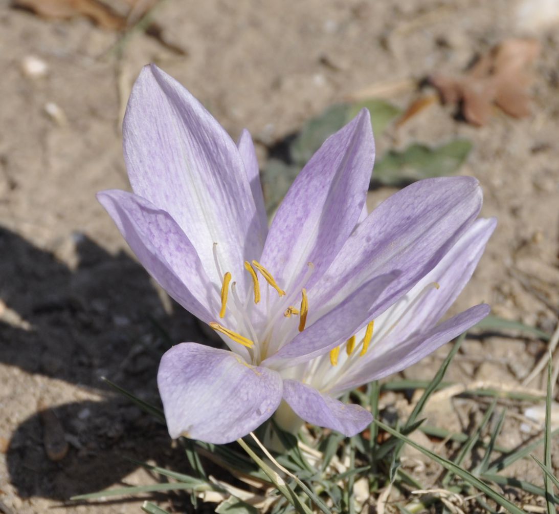 Image of Colchicum chalcedonicum specimen.