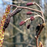 Alnus glutinosa. Верхушка побега с женскими и мужскими соцветиями. Женские соцветия на длинных ножках - признак этого вида. Чувашия, окр. г. Шумерля, вырубка за Низким полем. 8 апреля 2008 г.