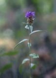 Centaurea jacea. Верхушка цветущего растения. Крым, окр. с. Соколиного, Большой Каньон, буково-грабовый лес, вдоль лесной тропы. 17.08.2017.