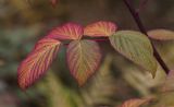 Rubus idaeus