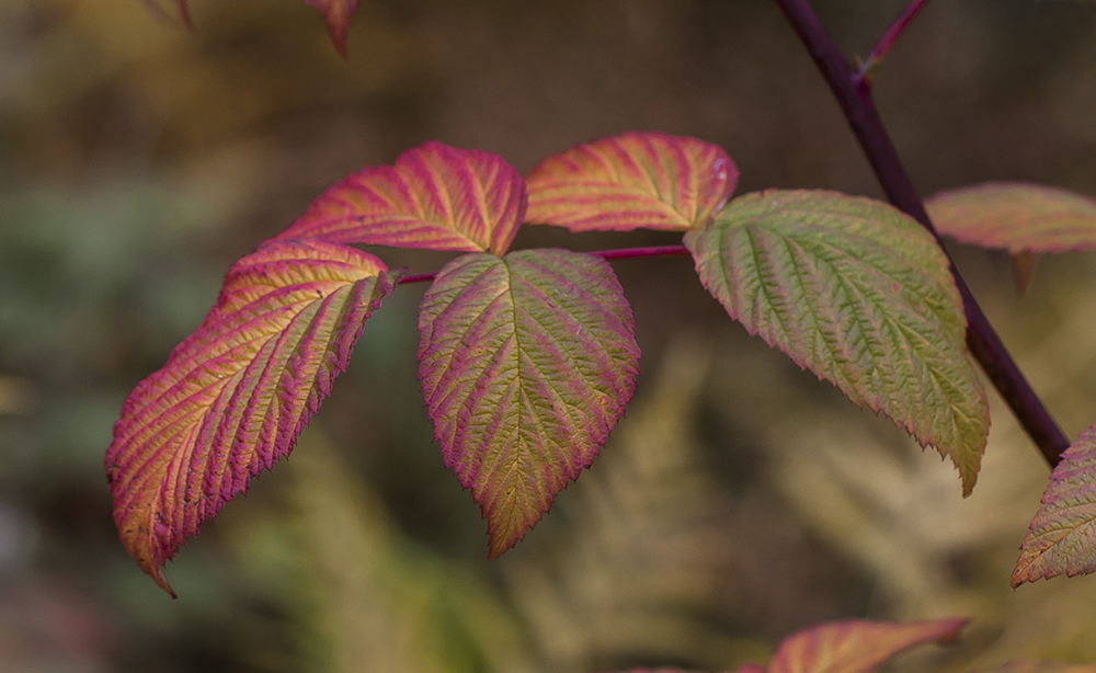 Image of Rubus idaeus specimen.