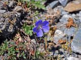 Geranium regelii. Цветок и завязи. Таджикистан, Фанские горы, перевал Лаудан, ≈ 3600 м н.у.м., каменистый сухой склон. 04.08.2017.