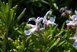 Rosmarinus officinalis