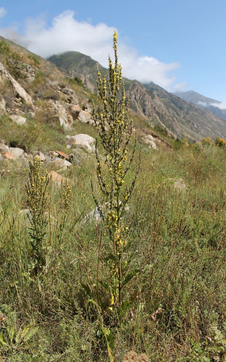 Изображение особи Verbascum lychnitis.