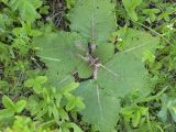 Salvia revelata. Розетка прикорневых листьев с цветоносом. Днепропетровская обл., балка в верховьях р. Самоткань. 07.05.2010.