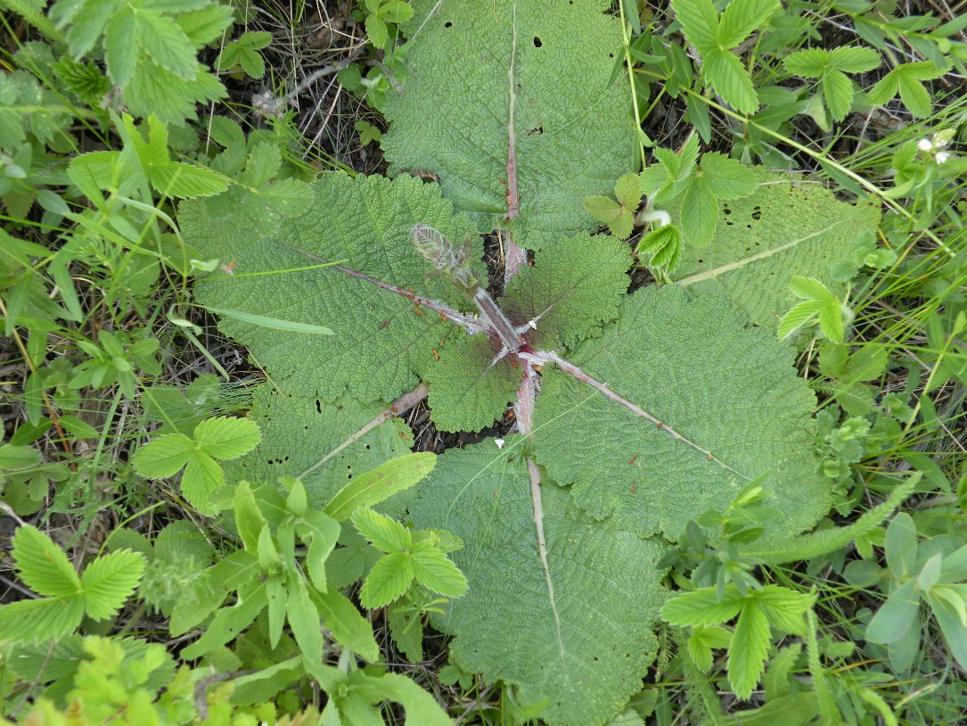 Изображение особи Salvia revelata.