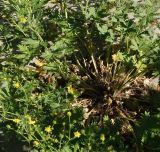 Potentilla canescens