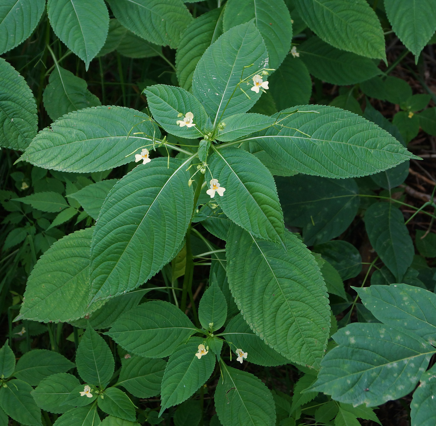 Изображение особи Impatiens parviflora.