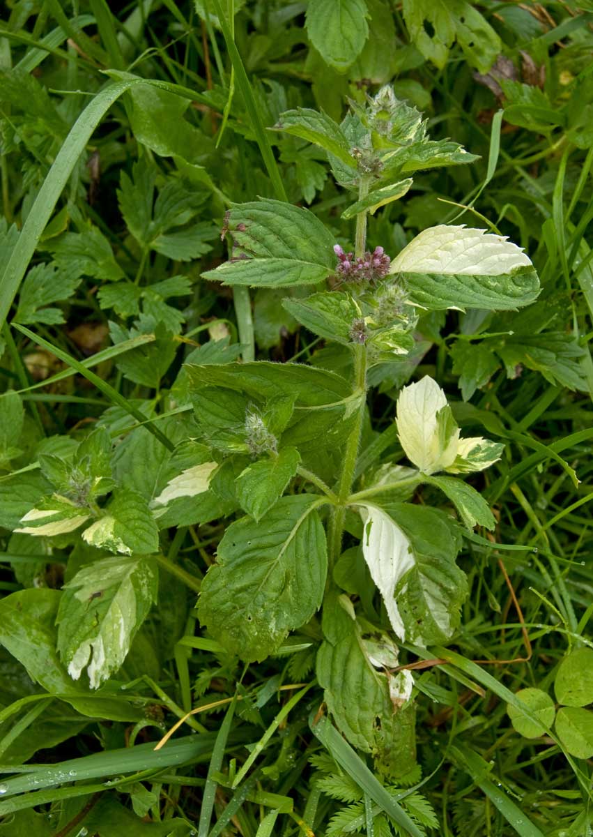 Изображение особи Mentha &times; dalmatica.