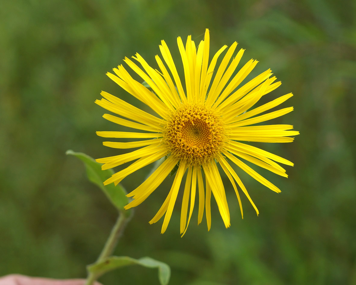 Image of Inula britannica specimen.