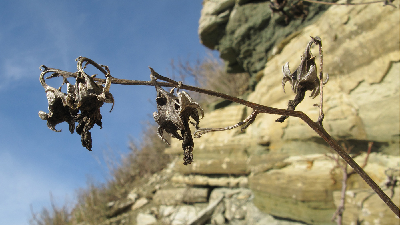 Image of genus Campanula specimen.