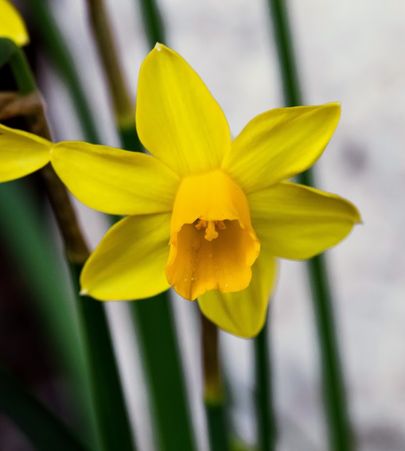 Image of genus Narcissus specimen.