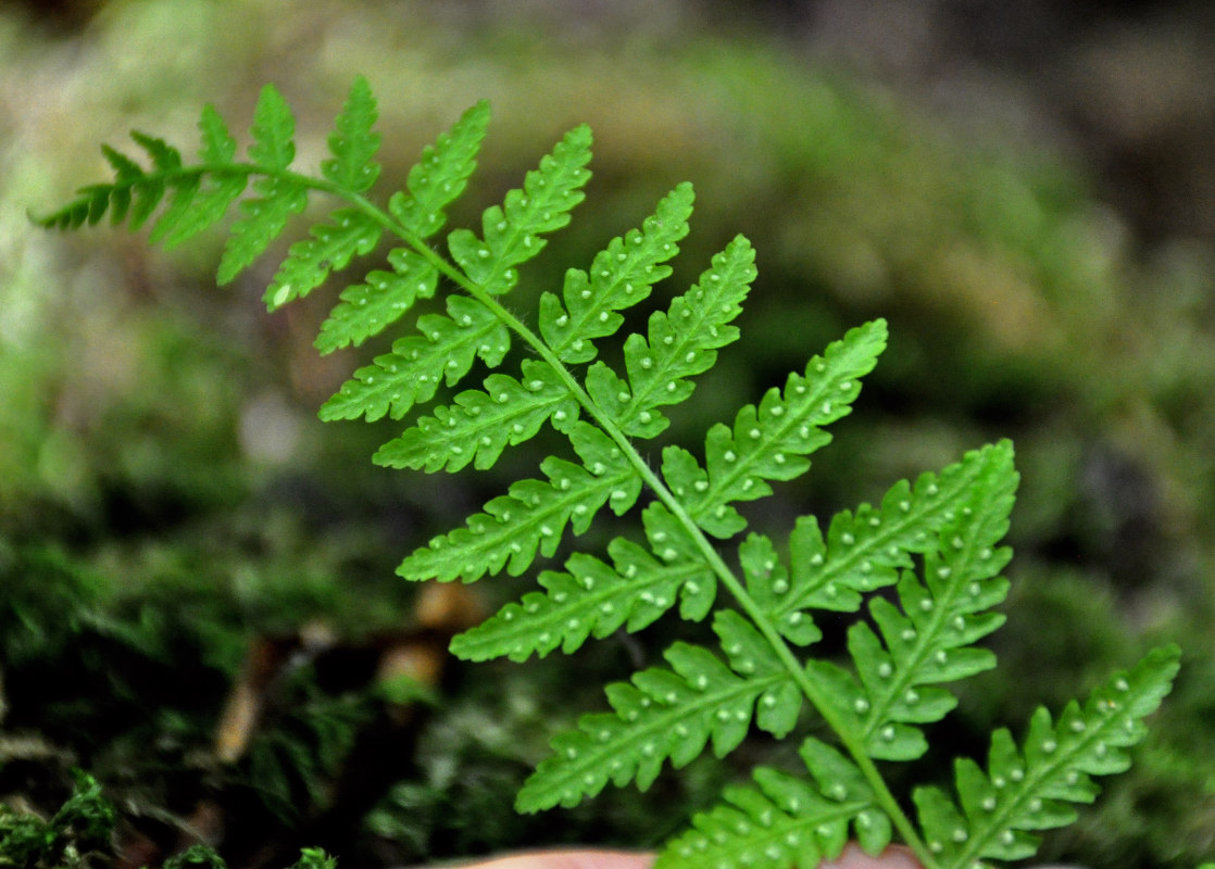 Изображение особи Woodsia caucasica.