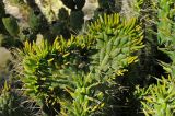 Austrocylindropuntia subulata
