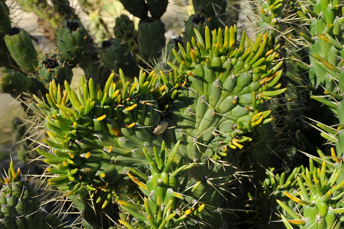 Изображение особи Austrocylindropuntia subulata.