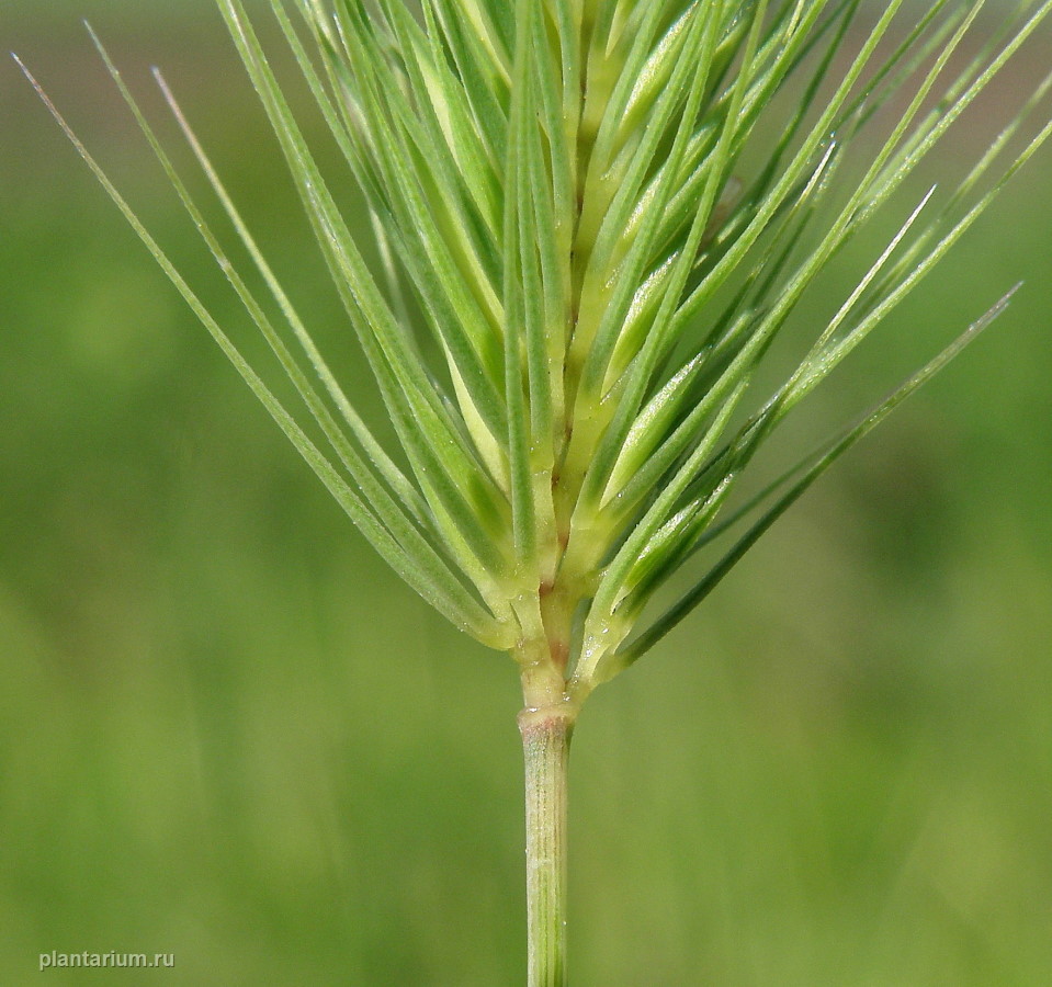 Изображение особи Hordeum geniculatum.