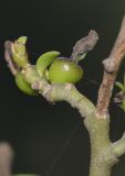 Image of taxon representative. Author is Татьяна Мальчинская