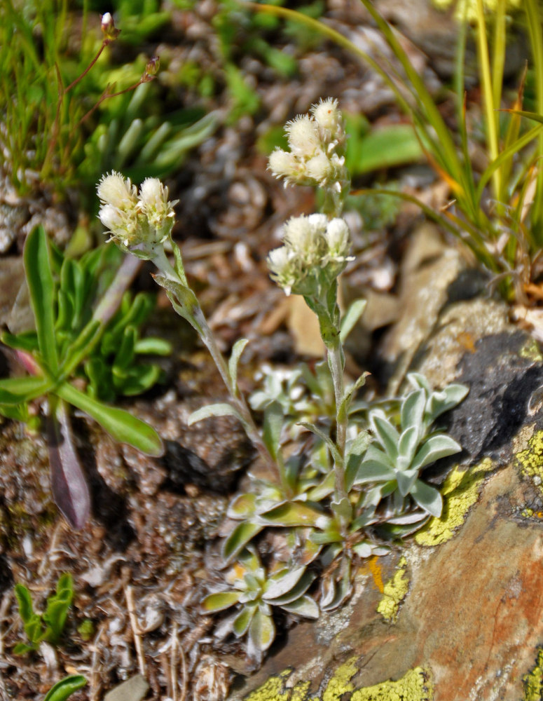 Изображение особи Antennaria caucasica.