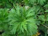 Geranium pratense. Прикорневой лист. Беларусь, Гродненская обл., Новогрудский р-н, Ладеникский сельсовет, дер. Городечно, крапивник-разнотравный на склоне холма. 19.06.2014.