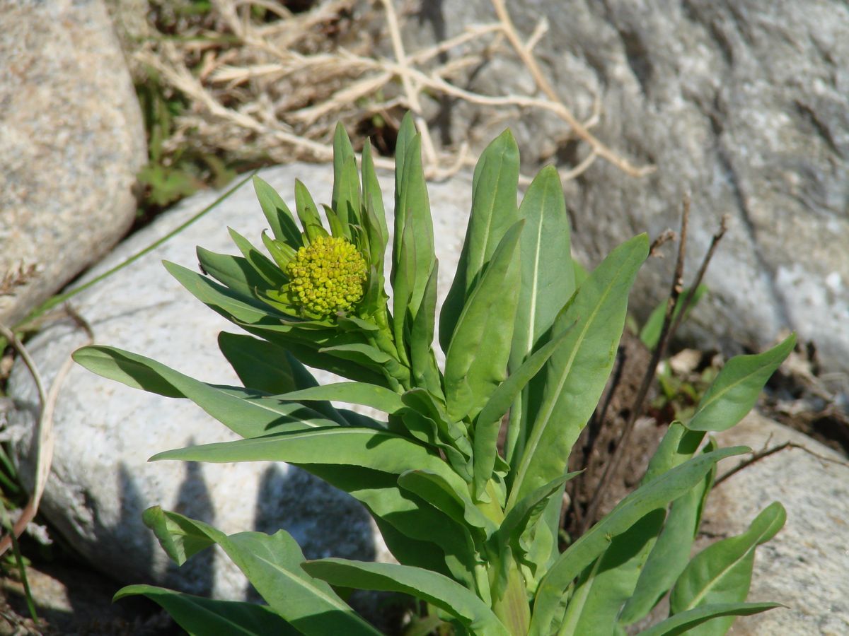 Image of Isatis oblongata specimen.