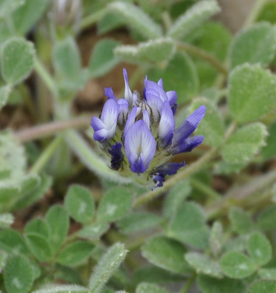 Изображение особи Trigonella rotundifolia.